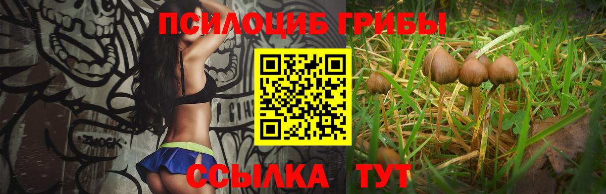 Псилоцибиновые грибы Psilocybine cubensis Богданович